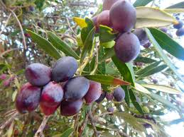 Natives Olivenöl Extra (Bio, kaltgepresst) – Gaziantep Premium Selection
